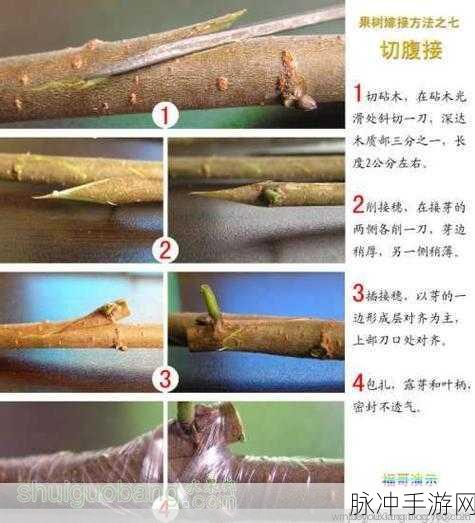 日本七十二种扦插法的缝纫效果：“探索日本七十二种扦插法的独特缝纫效果与应用”
