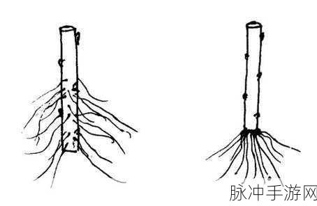 日本七十二种扦插法的缝纫效果：“探索日本七十二种扦插法的独特缝纫效果与应用”