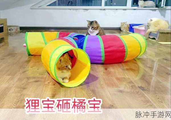 开襟开叉两个大兔子在身体里斗来斗去：拓展襟开叉，双兔激斗身体深处的奇幻之旅