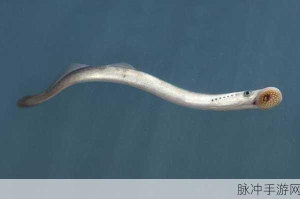 人鳗男主原型七鳃鳗：七鳃鳗的奇幻旅程：探索未知世界的男主原型