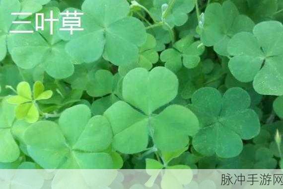 三叶草m欧洲码和天堂：探索三叶草与欧洲码的奇妙世界，畅游天堂之旅