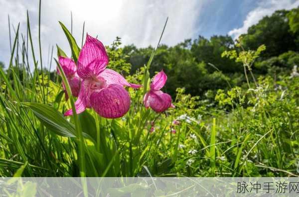 一起草17：探索草17的奇妙世界：从生物多样性到生态保护的新视角