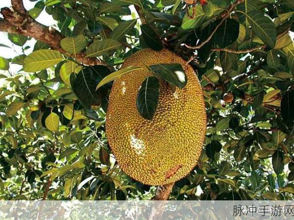 菠萝菠萝菠萝蜜免费在线：畅享菠萝蜜的甜美滋味，尽在免费在线体验