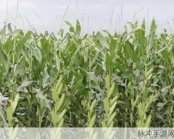 黑科网 今日黑料免费：“黑科网今日发布最新黑料，尽享全面免费内容”