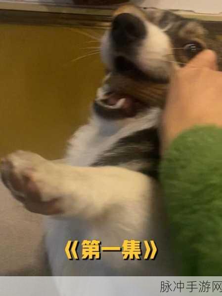 python人狗大战精彩瞬间：激烈对决：精彩瞬间回顾人狗大战的巅峰时刻