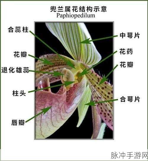 唇瓣开合的生理学解释是什么？：拓展唇瓣开合的生理机制与影响因素解析