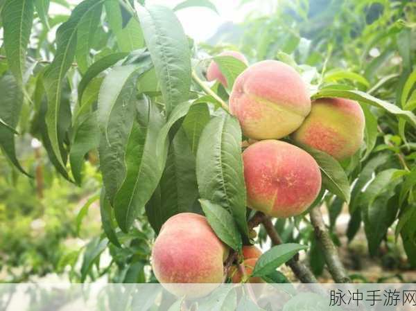 蜜桃频道：拓展蜜桃频道，让更多人享受甜蜜生活的乐趣与分享。