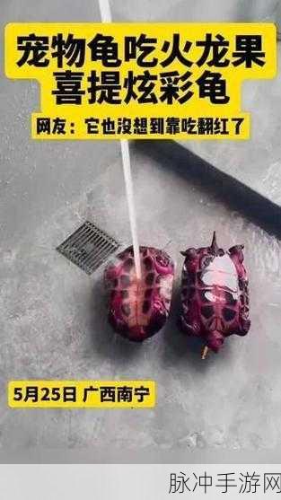 苏家有女1v5黄心火龙果：苏家女儿的逆袭：黄心火龙果与五位豪杰的奇幻旅程