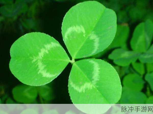 三叶草fy3366：三叶草fy3366：探索神秘的自然与生命之美