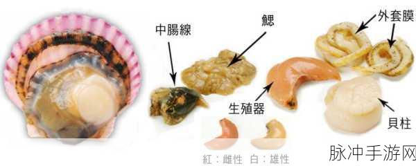 一个 上面 下感扇贝：探寻海底奥秘：上面下感扇贝的生存智慧与生态价值