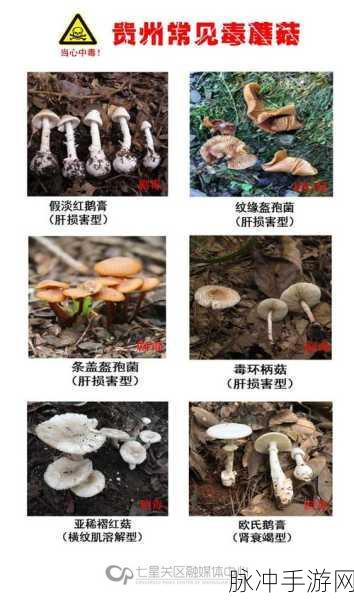 17c独家爆料黑料蘑菇：17c独家揭露黑料内幕，蘑菇事件真相大曝光