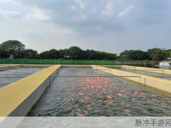 成为虫子的产卵工具：创新设计：拓展虫子产卵工具，助力生态养殖