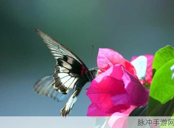 花蝴蝶在线韩国：探索花蝴蝶的魅力，感受韩国的独特风情与文化