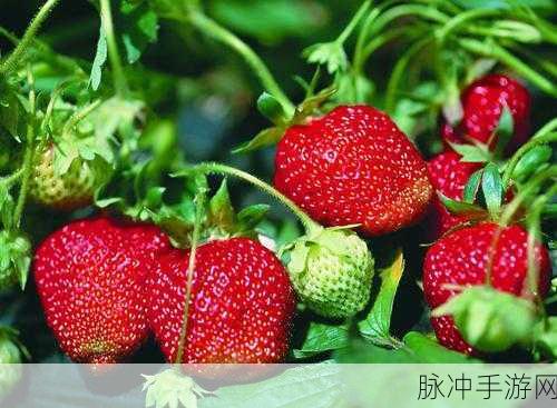 草莓视频在线下载色多多：草莓视频在线下载色多多，畅享无限精彩视频世界！