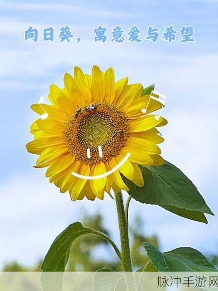 火爆社区向日葵iOS：拓展火爆社区，向日葵iOS再创辉煌新篇章
