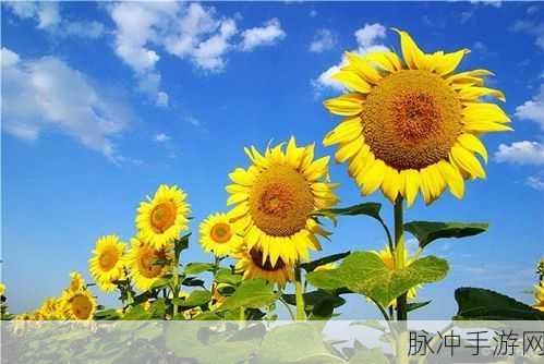 火爆社区向日葵iOS：拓展火爆社区，向日葵iOS再创辉煌新篇章