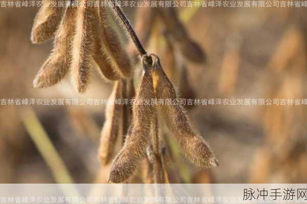 国外呦呦仙踪林大豆行情：拓展海外市场：呦呦仙踪林大豆行情分析与前景预测