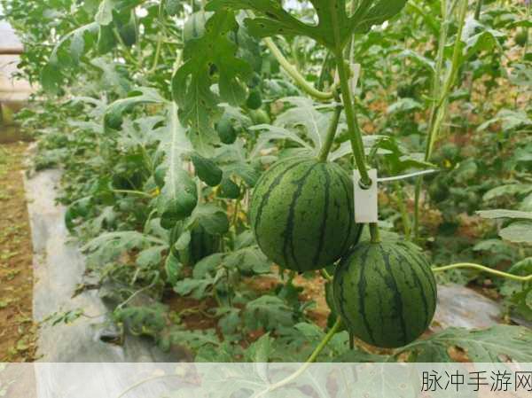 五一黑料吃瓜：“五一假期黑料爆料大揭秘，吃瓜群众齐聚行动！”