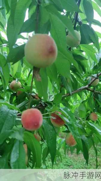 坤坤申到桃子里：坤坤的桃子世界：探索无限可能与甜蜜梦想
