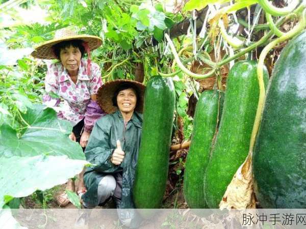 黑瓜料网：黑瓜料网：探索独特美味与健康生活的完美结合