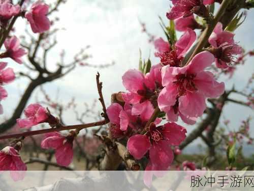桃花源口水潺潺：桃花源里水潺潺，恬静生活乐无边