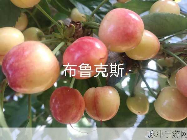 樱桃在线直播：多元化拓展樱桃在线直播平台，提升用户互动体验和内容丰富性