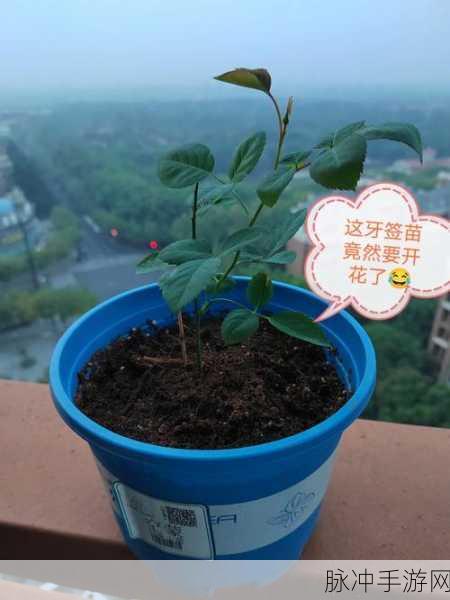 10岁的pg能塞下多少根牙签：拓展10岁的小朋友能塞下多少根牙签？