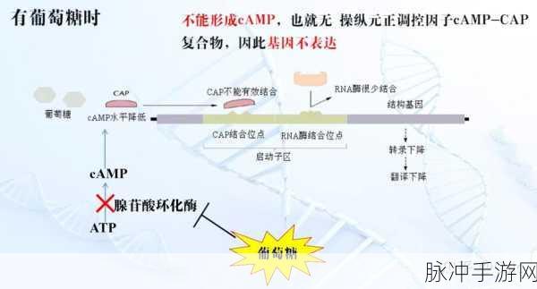非洲人性功能强大的基因研究：探索非洲人群中性功能强大的基因及其遗传机制研究