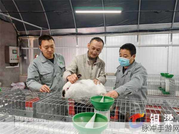 衬衫里的小兔子蹦来蹦去：可爱小兔子在拓展衬衫里蹦跳，欢乐无限！