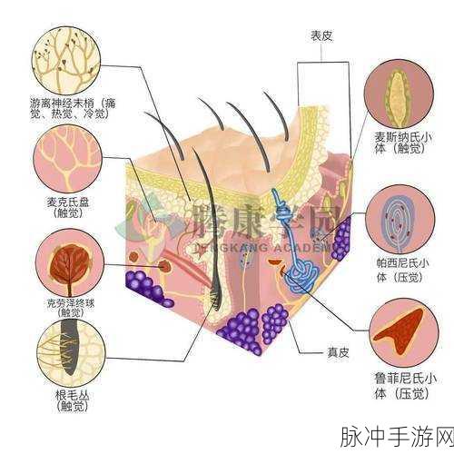 横置状态伤害传递：横置状态下的伤害传递机制与影响分析探讨