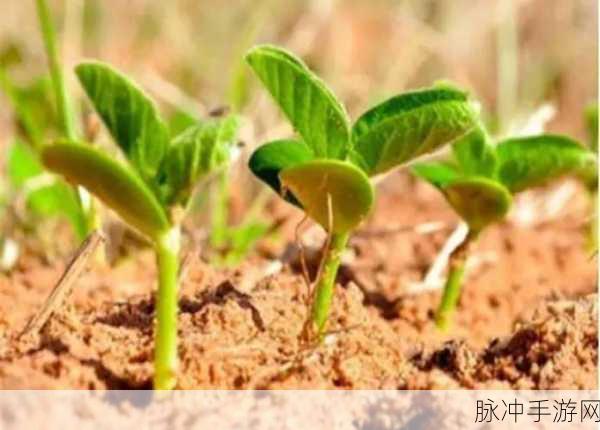 嫩叶草m码和澳洲码的区别：嫩叶草M码与澳洲码的区别解析及应用场景总结