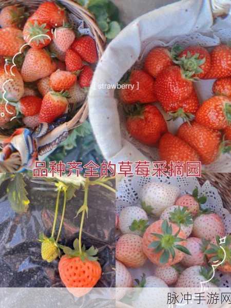 草莓破译版：草莓的秘密：探寻甜美果实背后的故事与意义