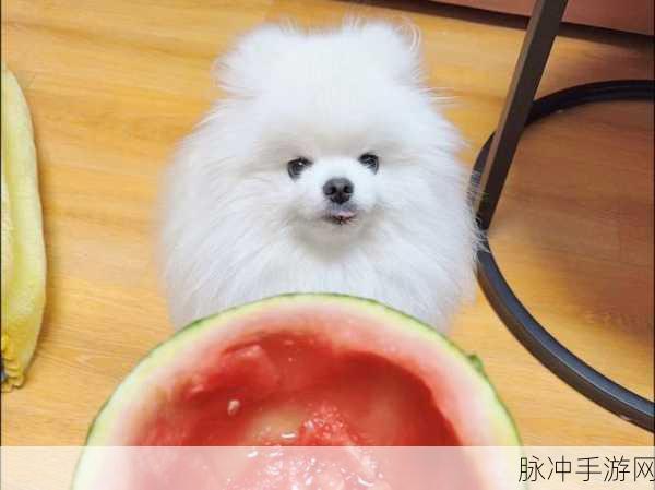 五一每日吃瓜：“五一假期每日吃瓜，畅享美食与欢乐时光”