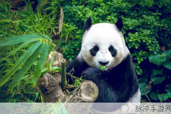 猫掌柜水色波子：猫掌柜水色波子：清新自然，尽享夏日畅饮乐趣