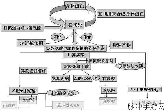 人马畜禽共性关系：探讨人类与马畜禽的共生关系及其影响