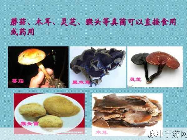 蘑菇黑料视频：揭秘蘑菇的黑暗面：不可告人的秘密与真相大曝光！