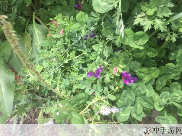 野花社区在线视频无码：探秘野花社区：在线视频畅享精彩瞬间与互动体验