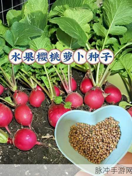 拨萝卜不该盖子：“拨萝卜时不可随意盖上盖子，保持通风透气”