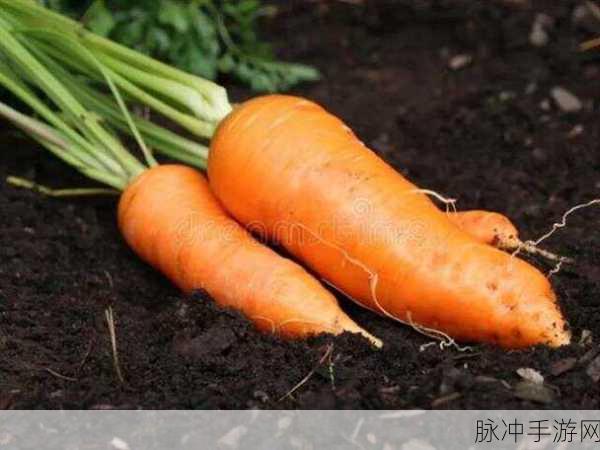 拨萝卜不该盖子：“拨萝卜时不可随意盖上盖子，保持通风透气”
