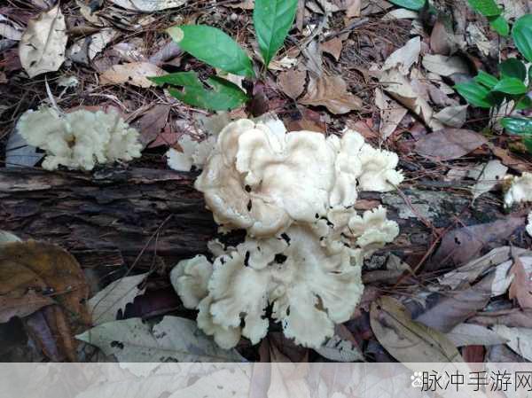 蘑菇视频隐藏路线：探索蘑菇视频中的隐秘路径与精彩内容全解析