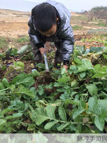 二人世界拔萝卜生猴子游戏：双人协作挑战：拔萝卜与生猴子的趣味冒险