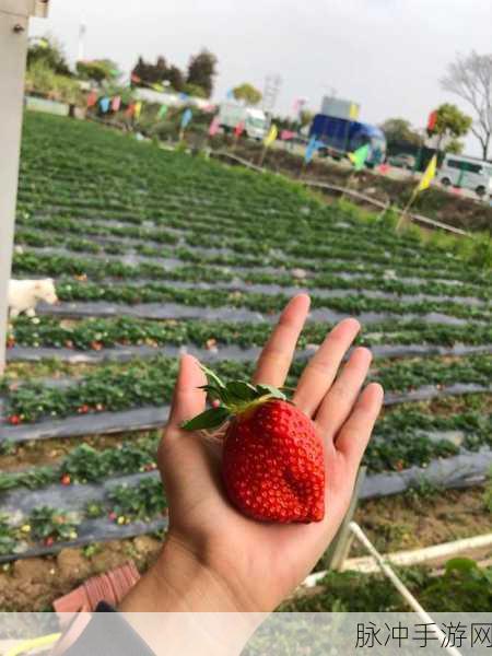 草莓视频69CmtV：探索草莓视频：体验全新视听盛宴与精彩内容分享