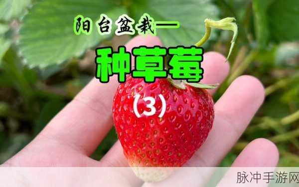 草莓视频69CmtV：探索草莓视频：体验全新视听盛宴与精彩内容分享