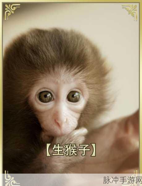 男人和女人一起生猴子：男人和女人共同迎接新生命的奇妙旅程