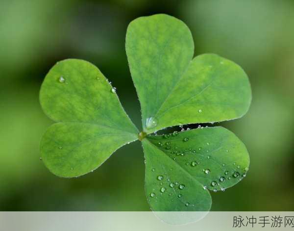 成品人精品人的区别四叶草：拓展成品人与精品人的区别：四叶草的象征与意义分析