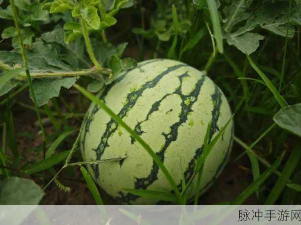 蘑菇视频在线吃瓜：“拓展蘑菇视频：一起享受吃瓜的乐趣与精彩！”
