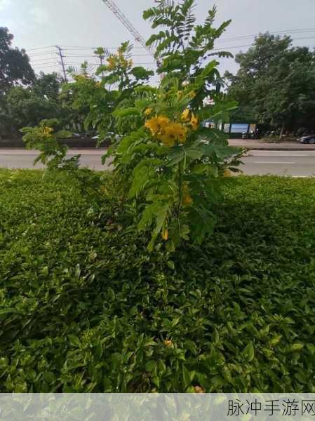 青青草青娱乐极品视觉盛宴：沉浸在青青草青娱乐的极品视觉盛宴中，尽享无限魅力与激情。