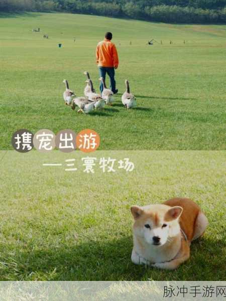 人or猪or狗302牧场：探索302牧场的奇妙世界：人、猪与狗的和谐共生