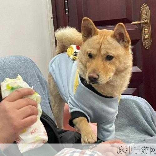 欧美人狗ZO：欧美人狗文化的多样性与社会影响探讨