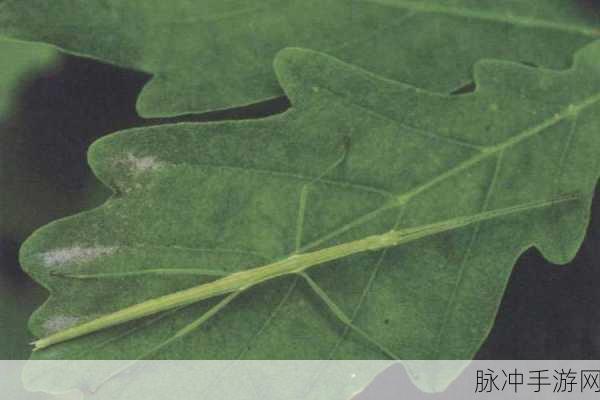 希露薇交配计划：希露薇交配计划：探索生物繁殖与基因多样性的新策略